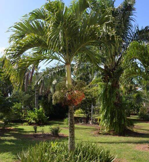 تختخواب و صبحانه Domaine Des Oiseaux Réunion
