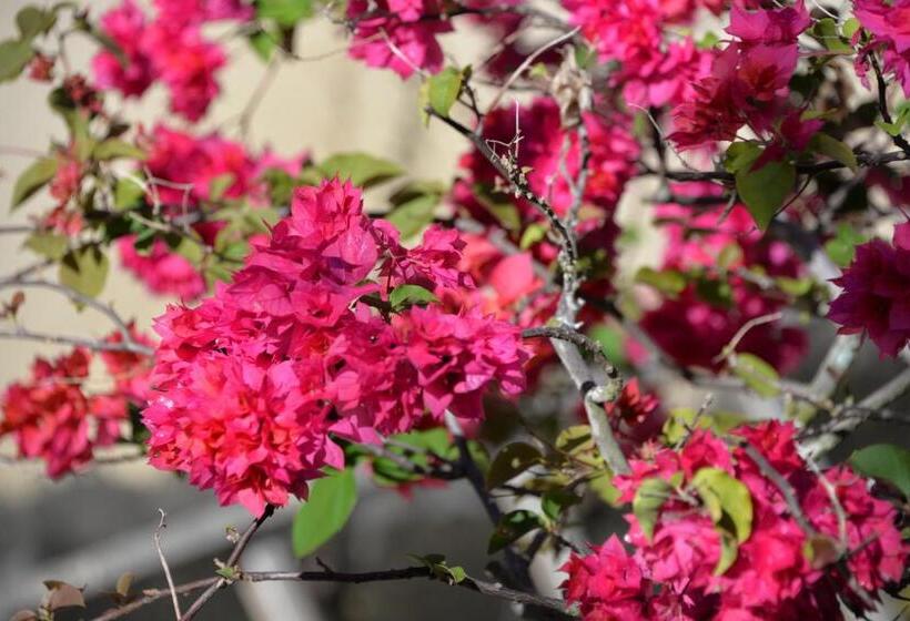 تختخواب و صبحانه Domaine Des Oiseaux Réunion
