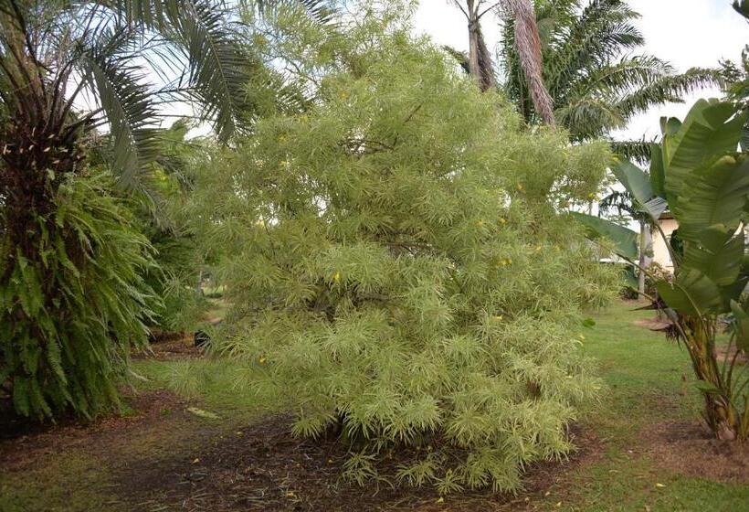 تختخواب و صبحانه Domaine Des Oiseaux Réunion