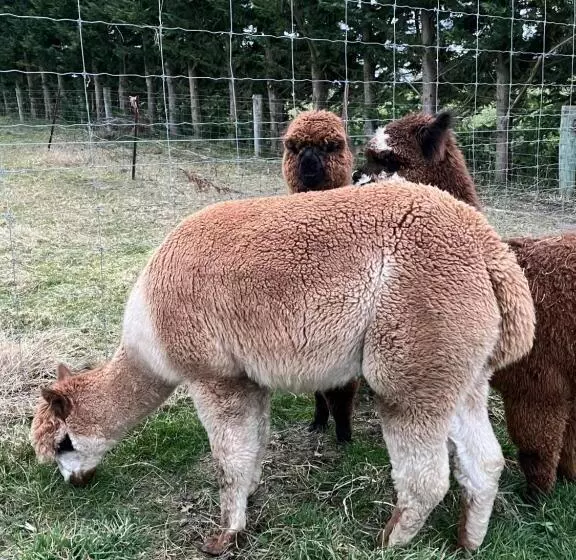 Aamiaismajoitus (B&B) Ra Ata Farm