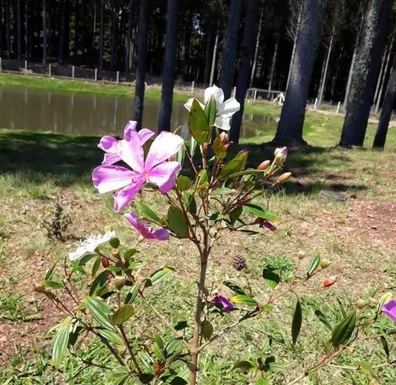 ホテル Pousada Rural Colina Do Sol
