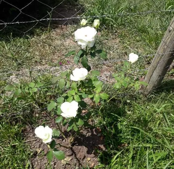 ホテル Pousada Rural Colina Do Sol