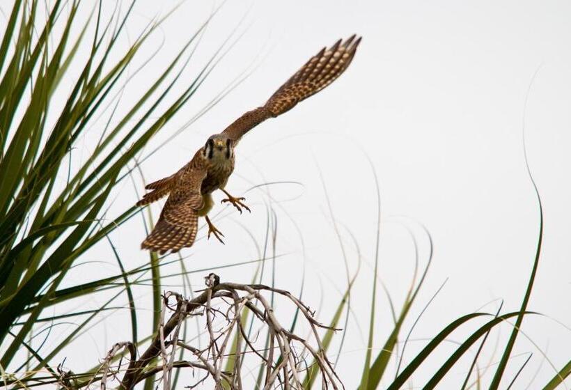 تختخواب و صبحانه Romantica