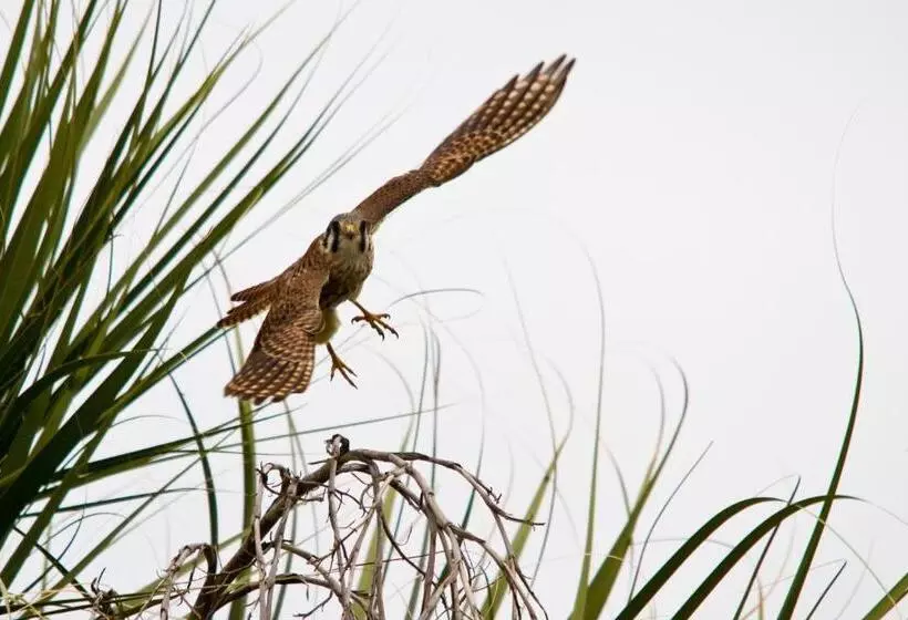 Aamiaismajoitus (B&B) Romantica