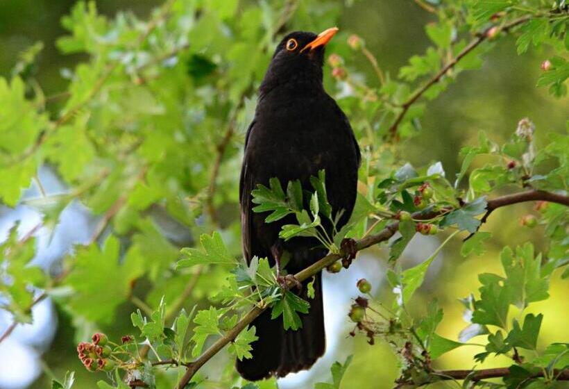 تختخواب و صبحانه Romantica