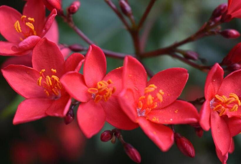 تختخواب و صبحانه Romantica