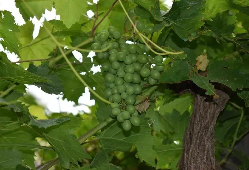 Aamiaismajoitus (B&B) Romantica