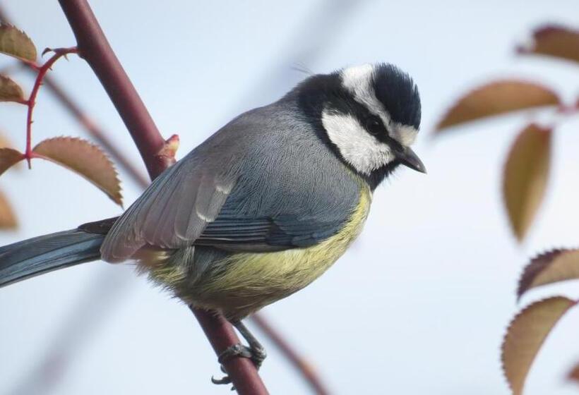 تختخواب و صبحانه Romantica