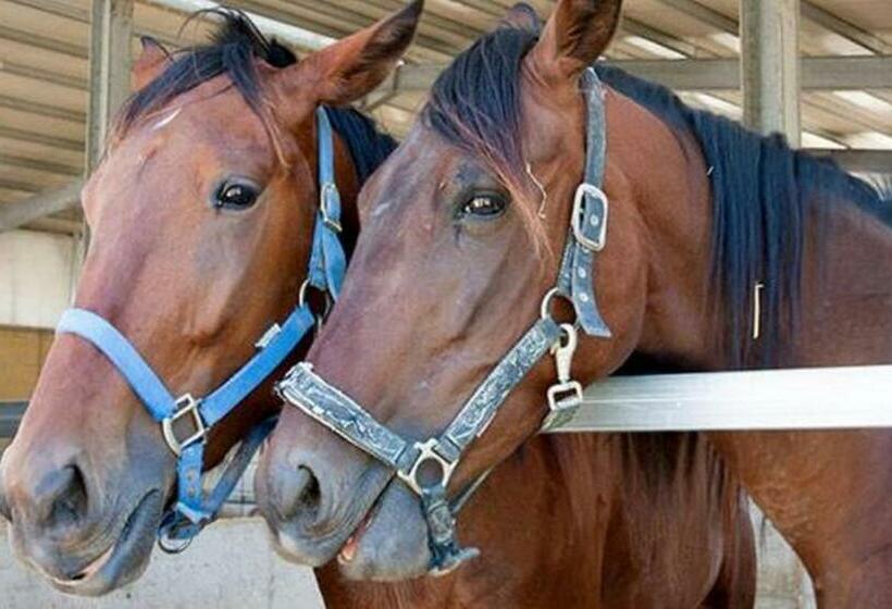 Отель La Tana Del Cinghiale