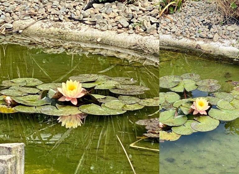 פנסיון Envisage Estate