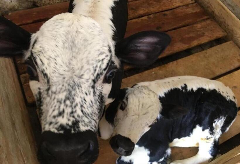 ペンション Chambres D Hôtes Des Cascades St Nicolas