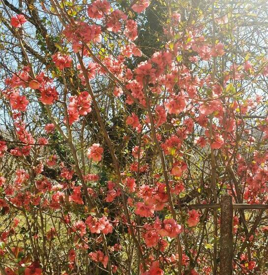 Chambre D Hôtes   B&b Le Petit Bonheur