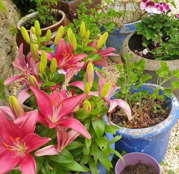 Chambre D Hôtes   B&b Le Petit Bonheur