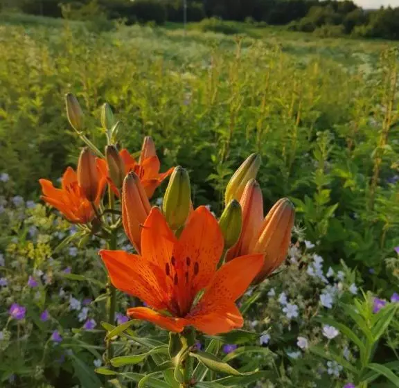 Majatalo The Friendly Moose