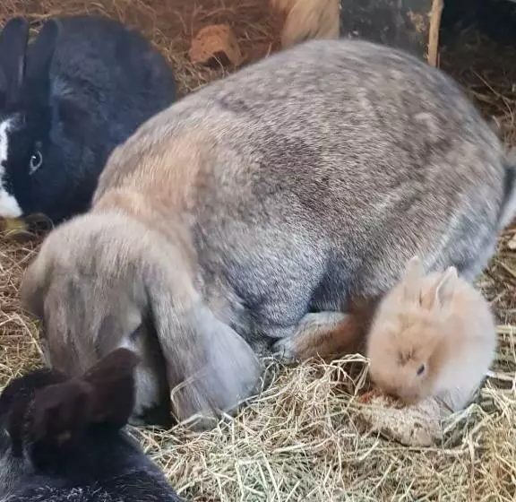 Majatalo Gästehaus Bommelsen
