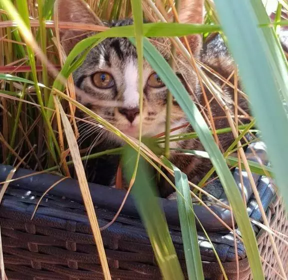 Majatalo Gästehaus Bommelsen