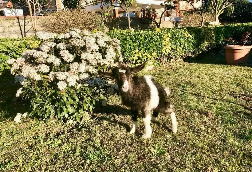 B&b Annetta