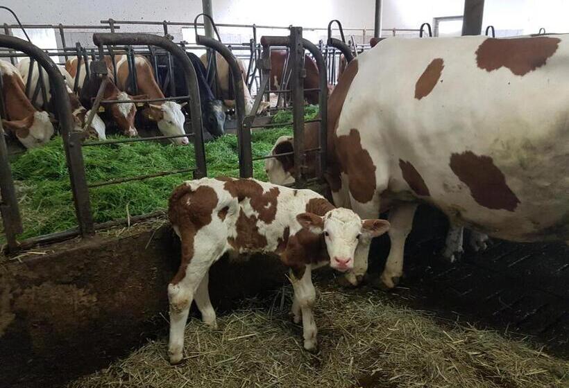 Отель Gästehaus Annemarie