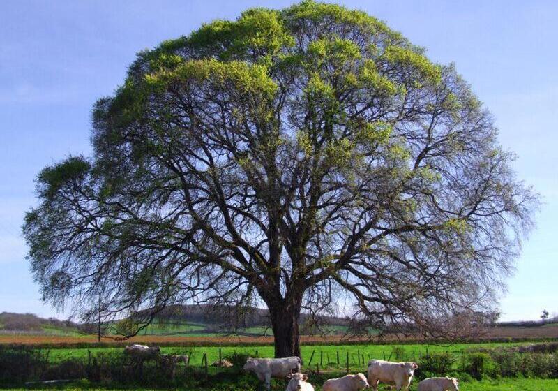צימר La Chambre Des Buissonnats