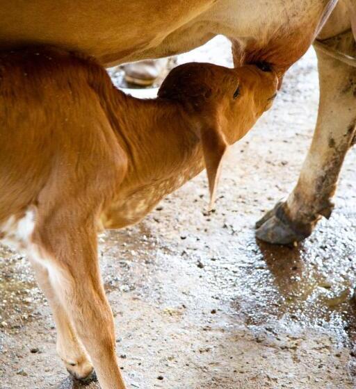 بنسيون Garça Branca