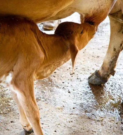 Majatalo Garça Branca