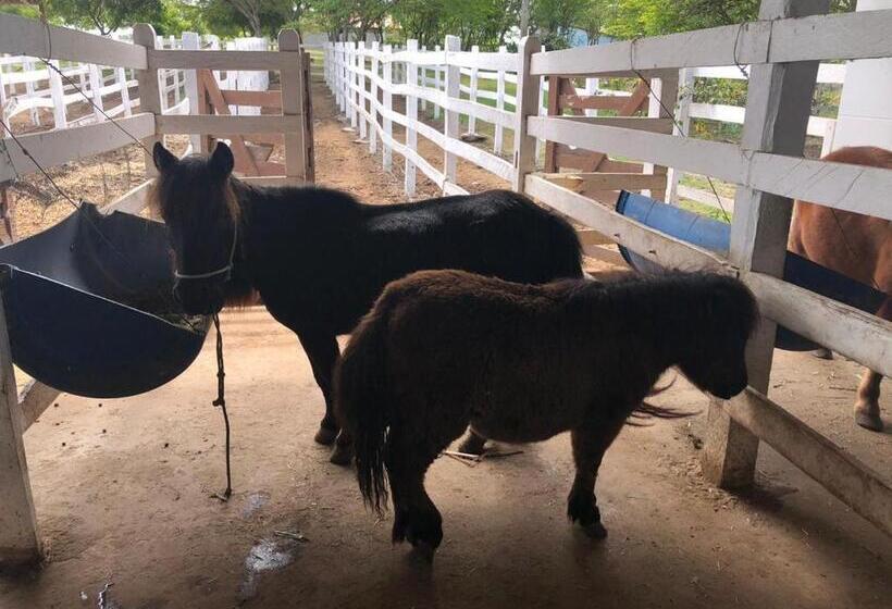 Canarius De Gravata Flat