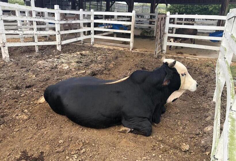 Canarius De Gravata Flat