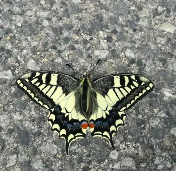 ベッドアンドブレックファースト Le Rondini