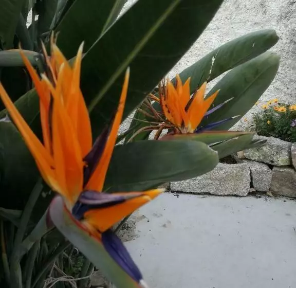 ベッドアンドブレックファースト Le Rondini