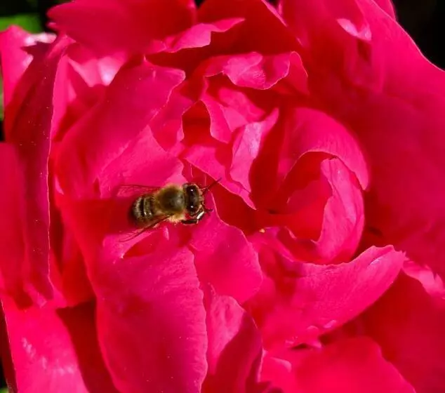 Majatalo Das Haus Kunz