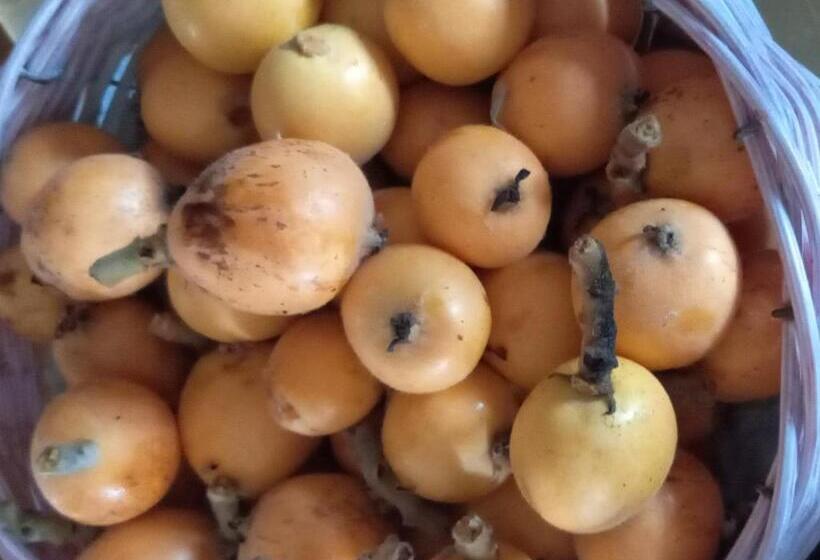 Пансион Telesico Residencia