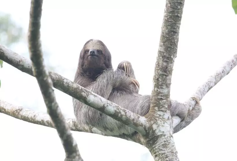 Chachagua Rainforest Hotel & Hot Springs