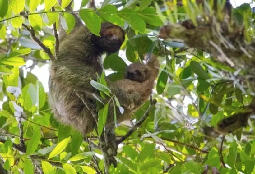 Chachagua Rainforest Hotel & Hot Springs