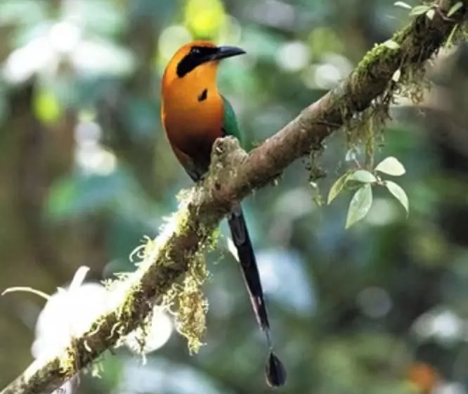 Chachagua Rainforest Hotel & Hot Springs