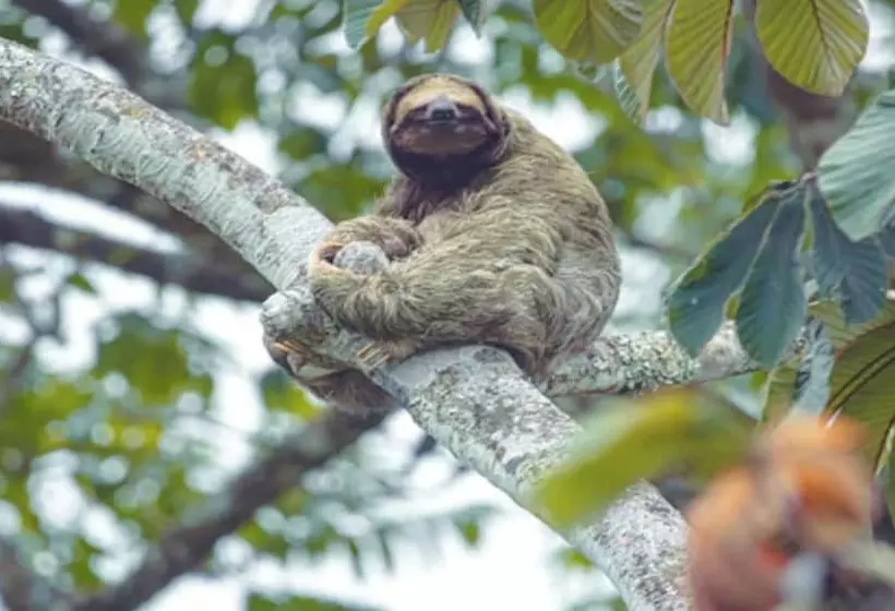 Chachagua Rainforest Hotel & Hot Springs