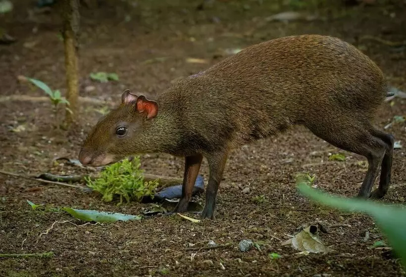 Chachagua Rainforest Hotel & Hot Springs