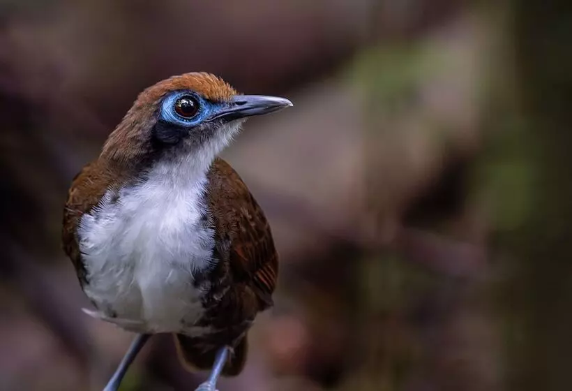 Chachagua Rainforest Hotel & Hot Springs