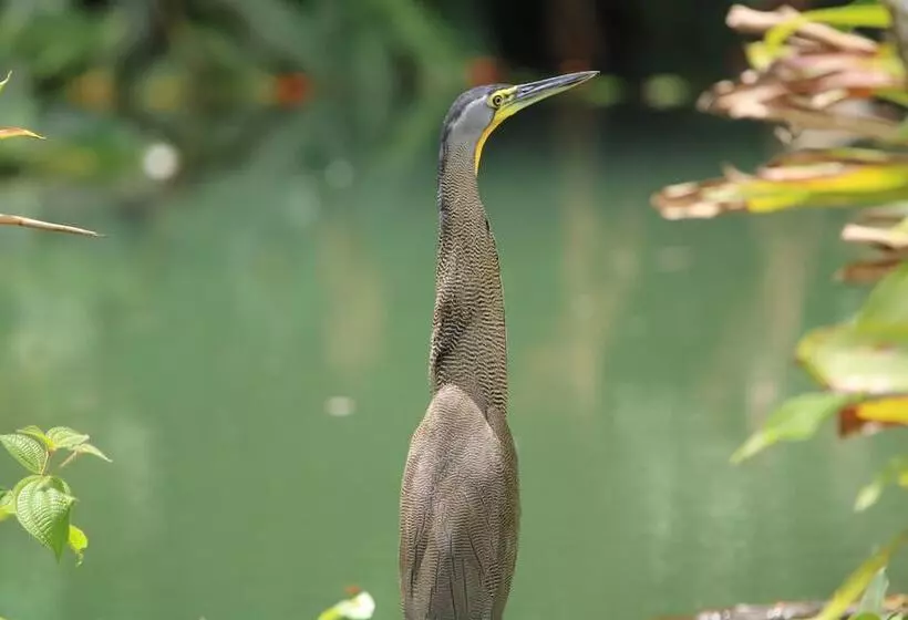 Chachagua Rainforest Hotel & Hot Springs