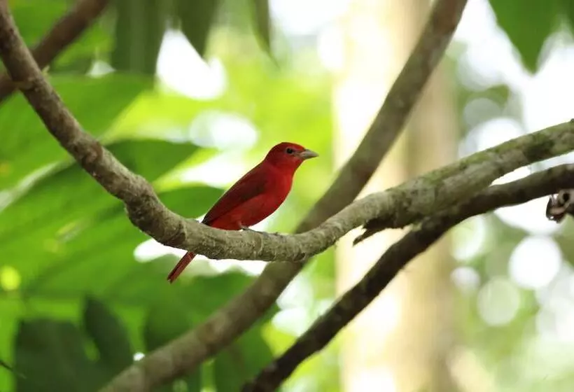 Chachagua Rainforest Hotel & Hot Springs