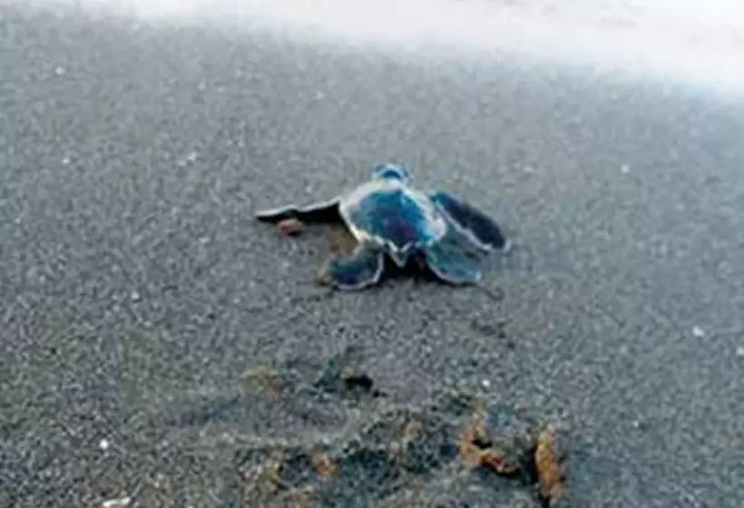 Отель Istirinchá