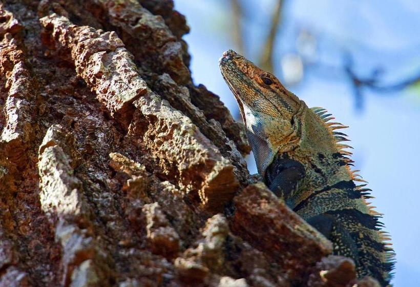 فندق Boutique Lagarta Lodge