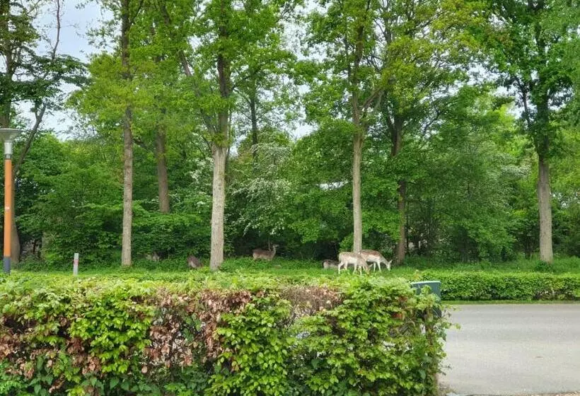 B&b Dennenbos