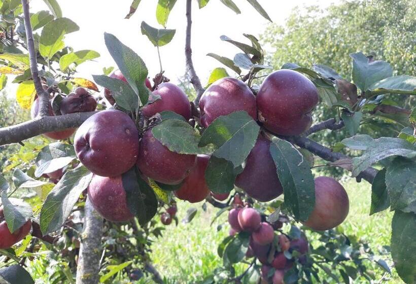 تختخواب و صبحانه La Mela Antica