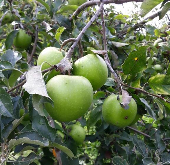 تختخواب و صبحانه La Mela Antica