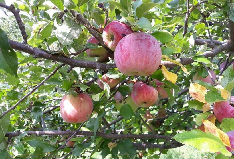 تختخواب و صبحانه La Mela Antica