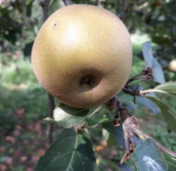 تختخواب و صبحانه La Mela Antica