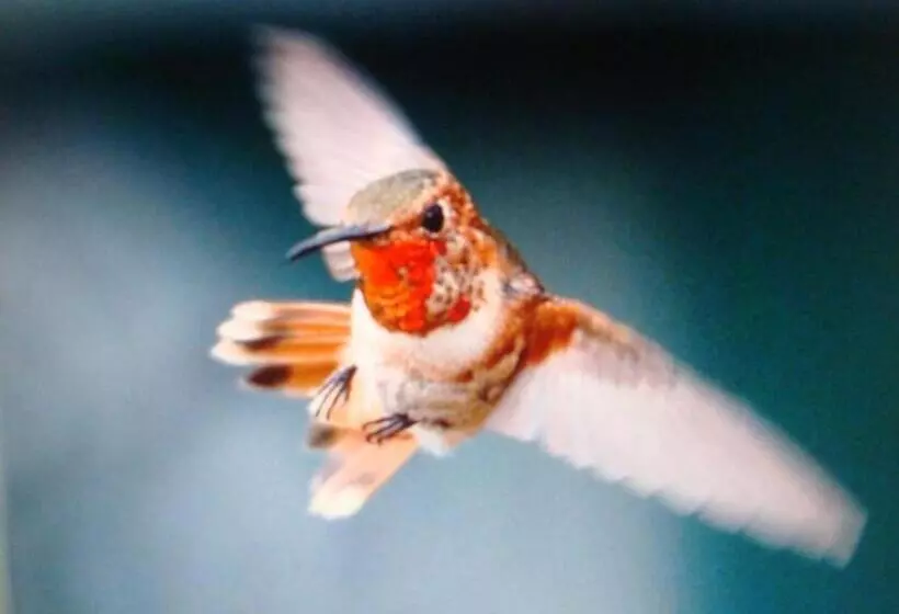 ホテル Villa Arjuna