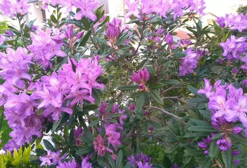 پانسیون Casa Da Piedade, Vouzela