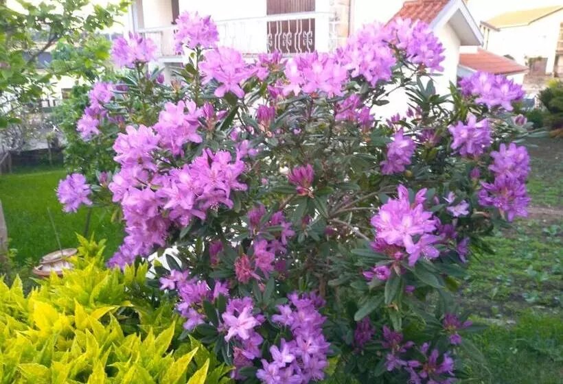 پانسیون Casa Da Piedade, Vouzela