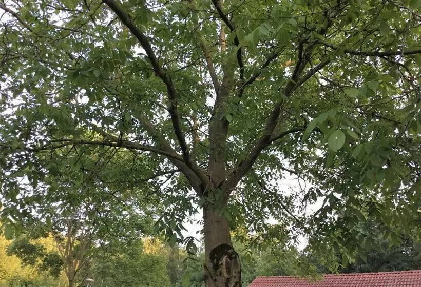 B&b Op  T Eikenschoor